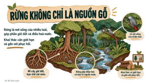 Alternative view of Bài 11: Phương thức con người khai thác, sử dụng và bảo vệ thiên nhiên ở châu Phi