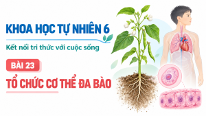 Bìa PowerPoint KHTN 6 Bài 23: Tổ chức cơ thể đa bào, Kết nối tri thức với cuộc sống.