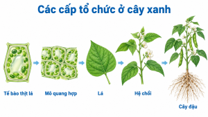 Sơ đồ các cấp tổ chức ở cây xanh: tế bào thịt lá, mô quang hợp, lá, hệ chồi và cây đậu.