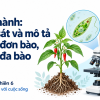 Bìa PowerPoint KHTN 6 Bài 24: Thực hành quan sát và mô tả cơ thể đơn bào, cơ thể đa bào.