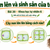 Bìa PowerPoint KHTN 6 Bài 20: Sự lớn lên và sinh sản của tế bào