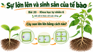 Bìa PowerPoint KHTN 6 Bài 20: Sự lớn lên và sinh sản của tế bào