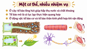 Alternative view of PowerPoint KHTN 6 Bài 22: Cơ thể sinh vật – Kết nối tri thức